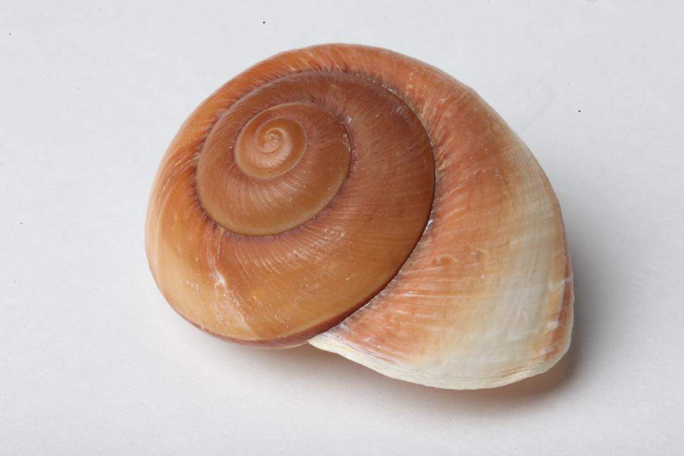Free Image of Seashell 