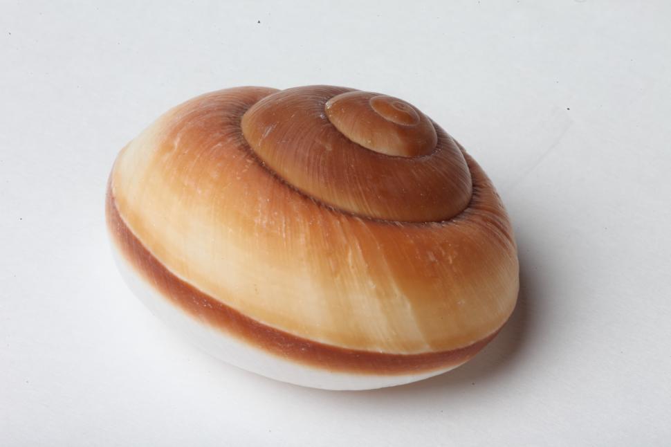 Free Image of Seashell 