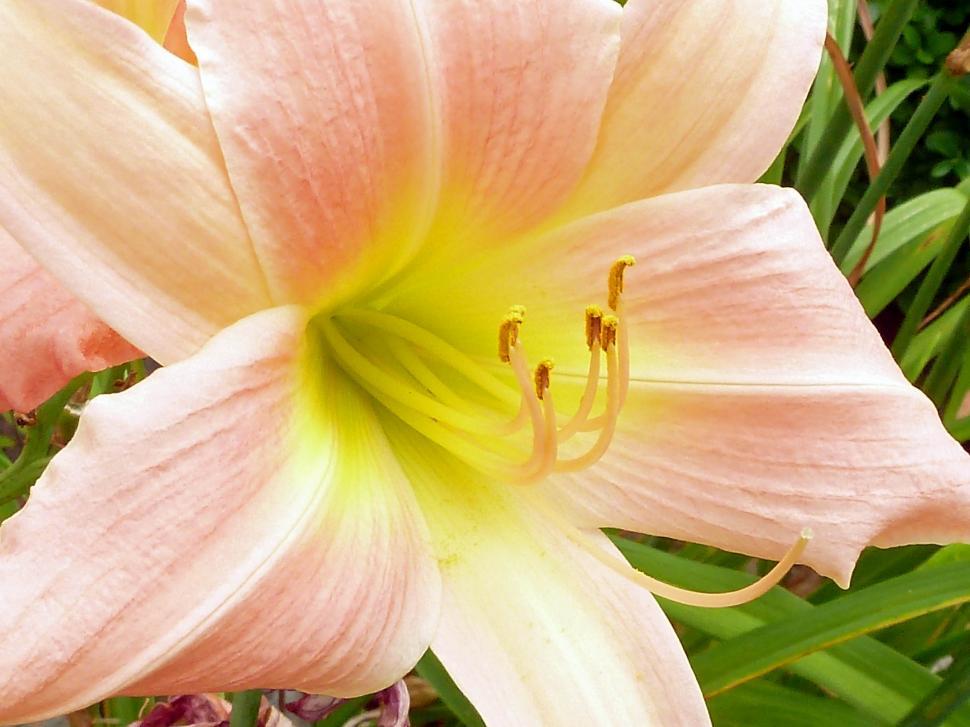 light pink daylily