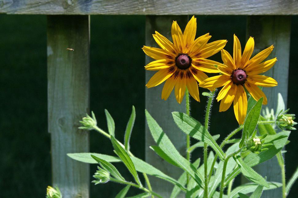 Free Image of Pair of Black-Eyed Susans in Bloom 
