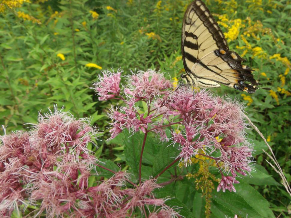 Free Image of Oh Butterfly 