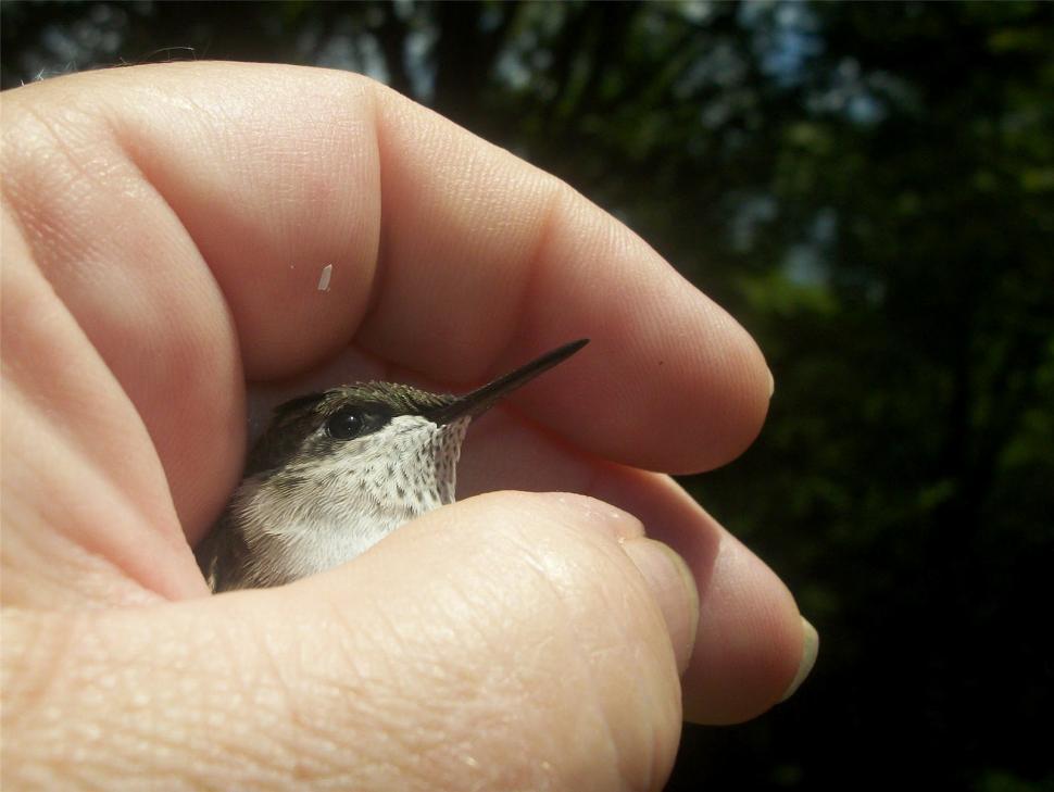 Free Image of A Bird In The Hand 