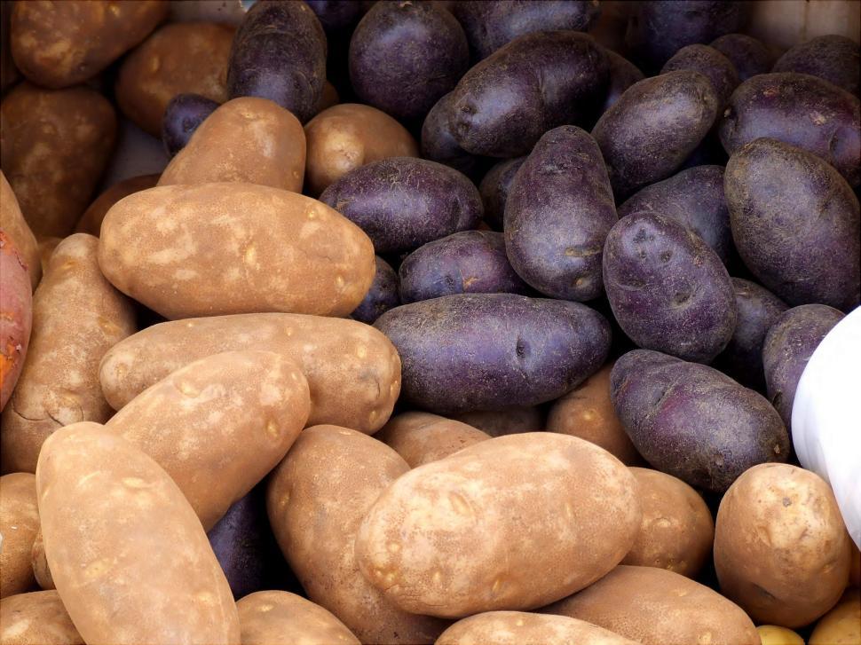 Free Image of Russet Potatos 