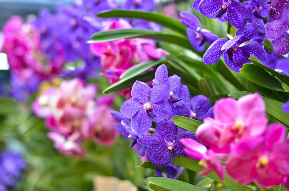 Free Image of Purple Bouquet Orchid 