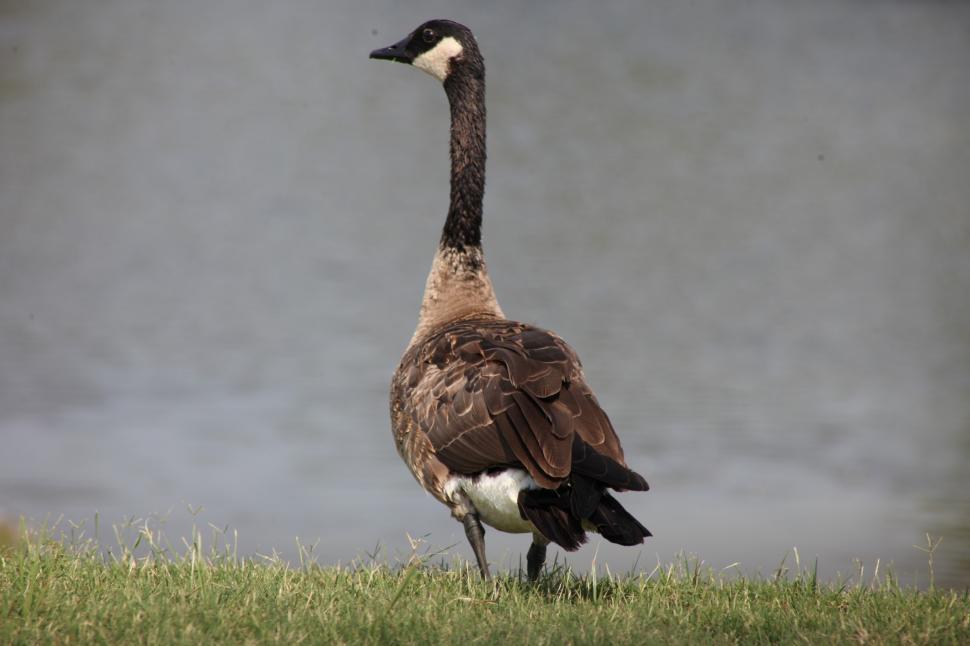 Free Image of Canadian Geese 