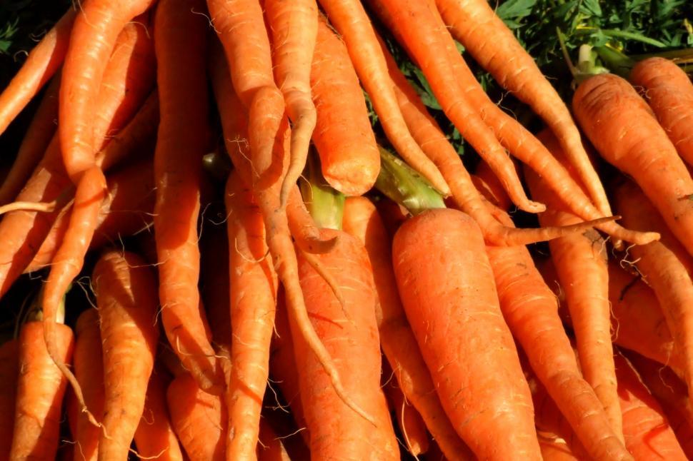 Free Image of Carrots 