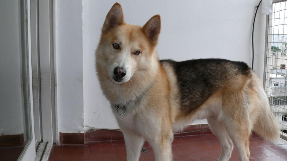 Free Image of Brown and Black Dog Standing on Tile Floor 