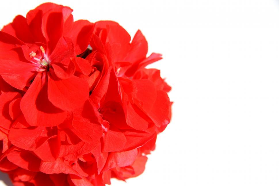 Carnation on White Crewel main image 0
