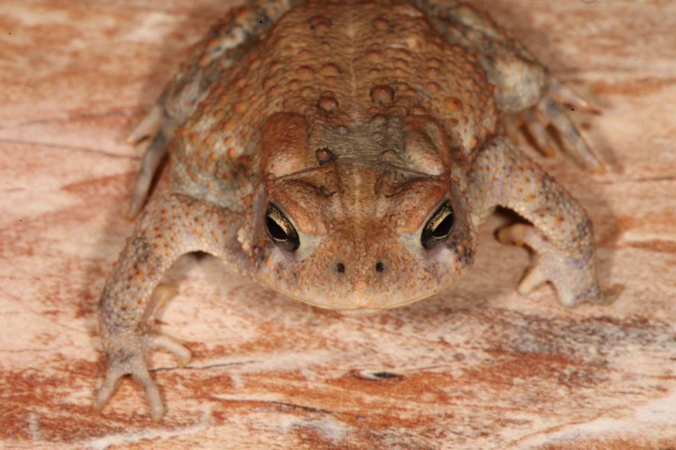 Free Image of Toad 