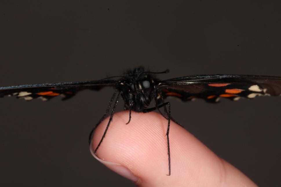Free Image of Butterfly on a hand 