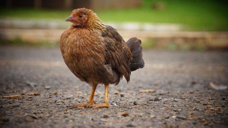 Free Stock Photo of Hawaiian Chickens in the Street Download Free Images and Free Illustrations