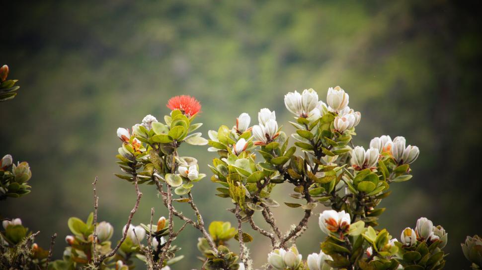 Free Image of Cliff Flowers 