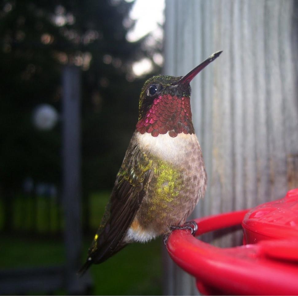 Free Stock Photo of Humdinger of a Hummingbird! | Download Free Images ...