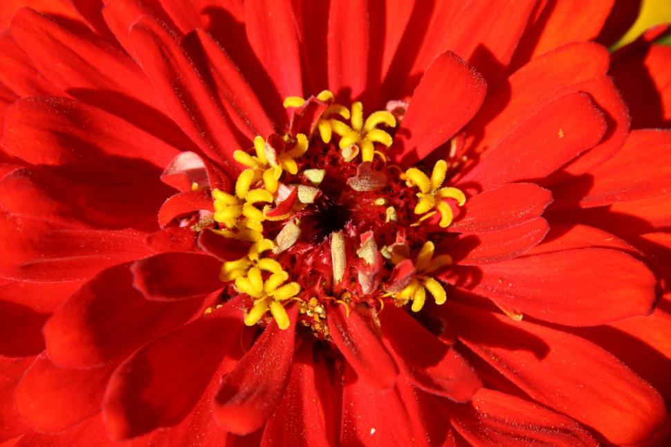 Free Image of Macro Flower 