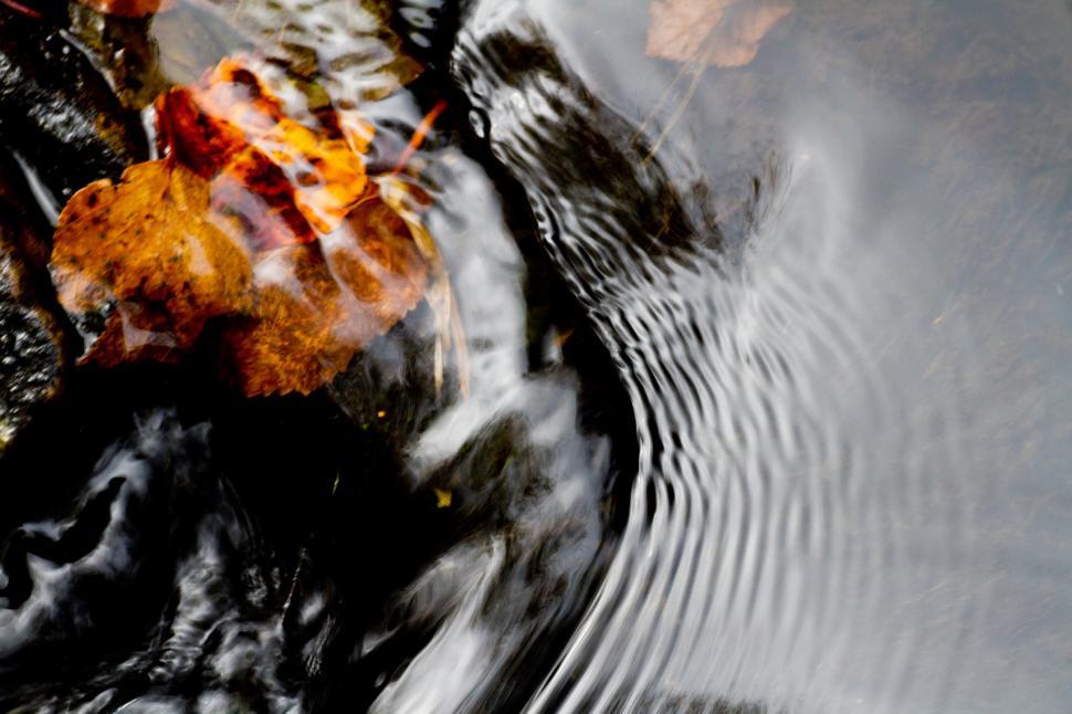 Free Image of Autumn Stream 
