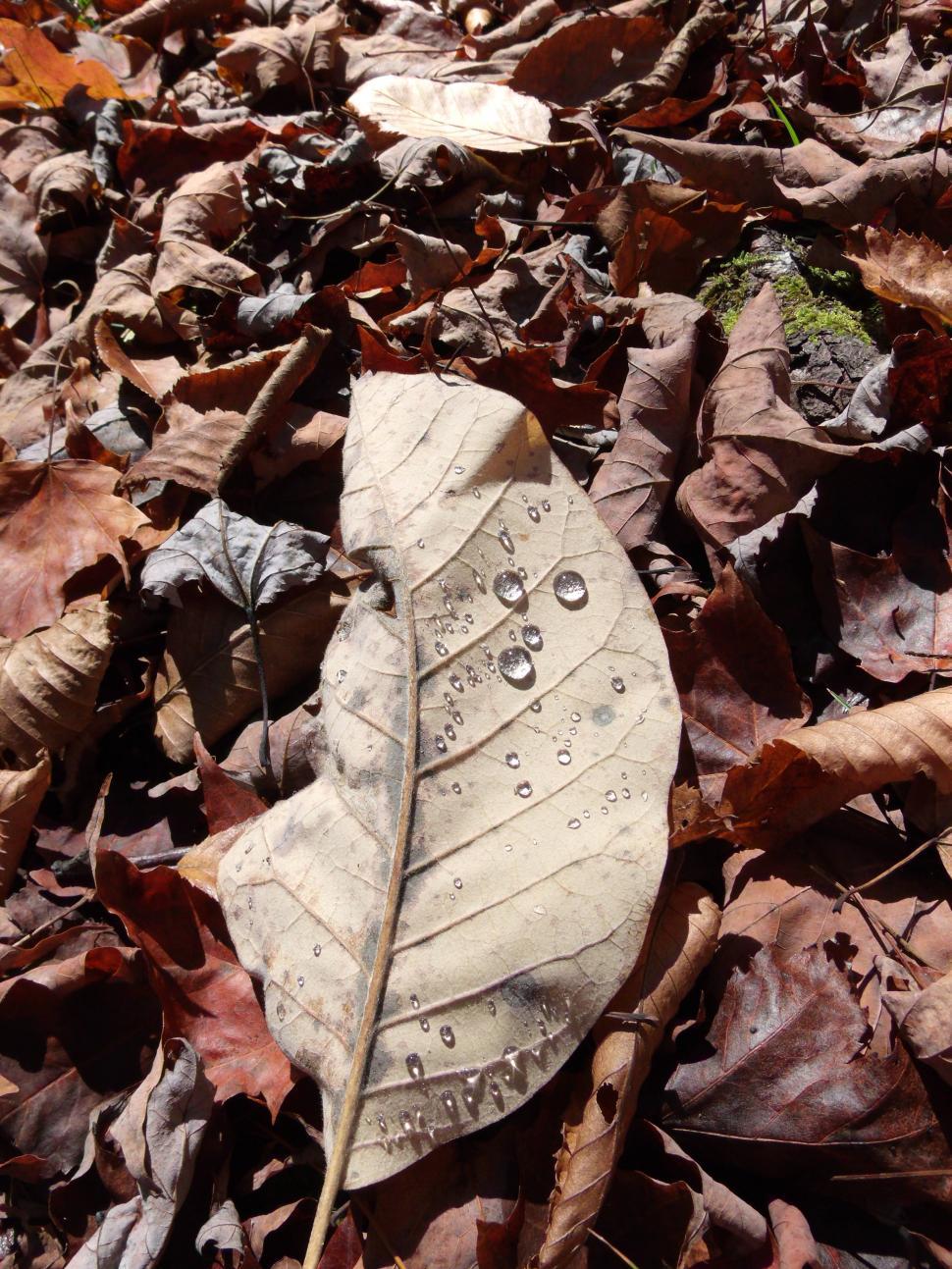 Free Stock Photo of Fall Dew Drops Download Free Images and Free