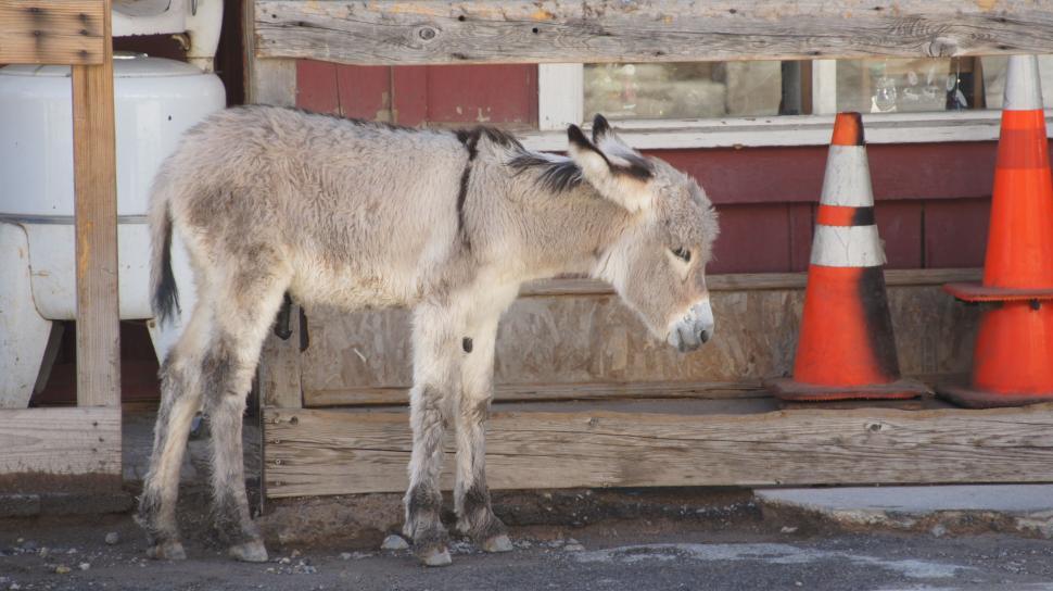 Free Image of Donkey Town 