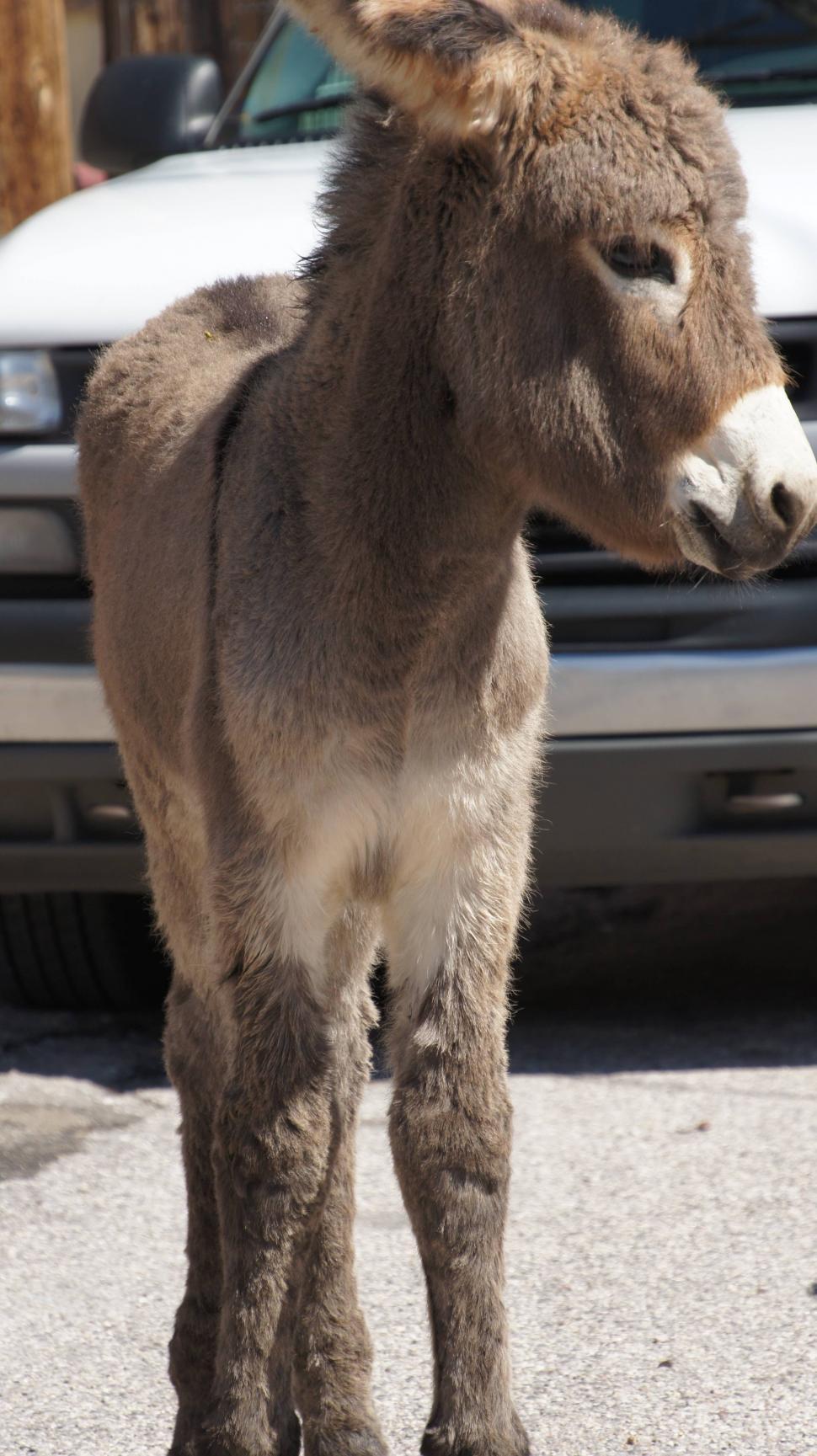 Free Image of Donkey Town 