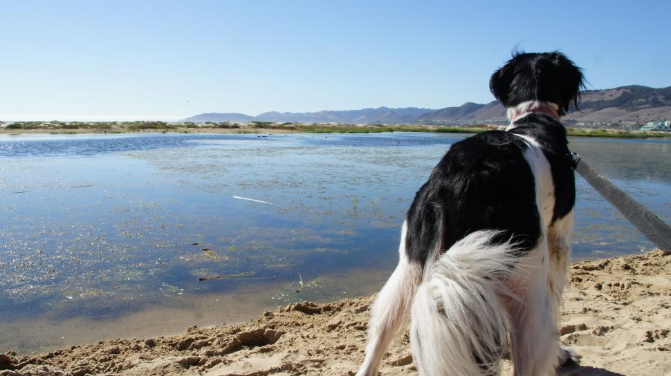 Free Image of Dog at the Beach 