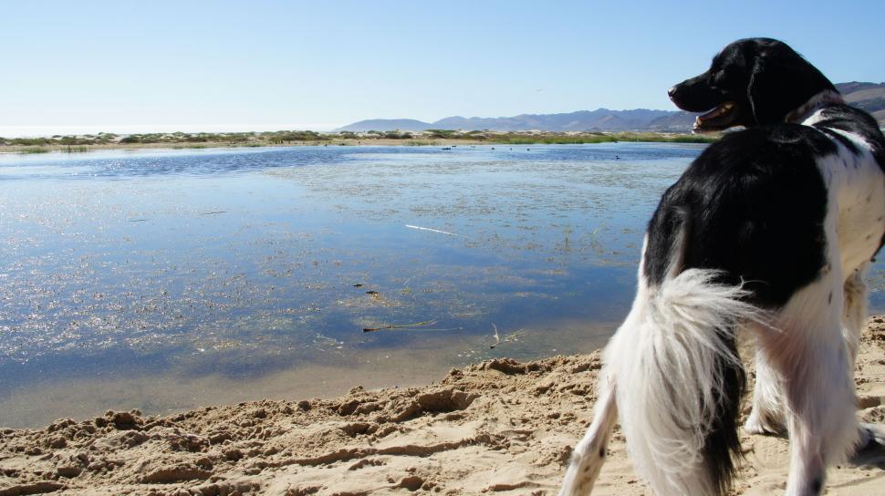 Free Image of Dog at the Beach 