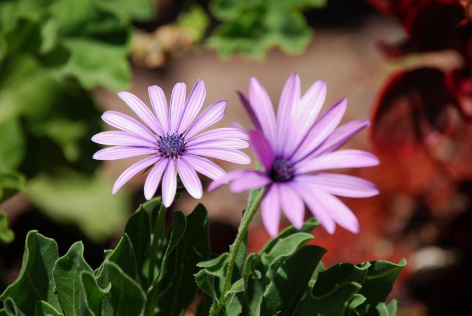 Free Stock Photo Of Daisy 