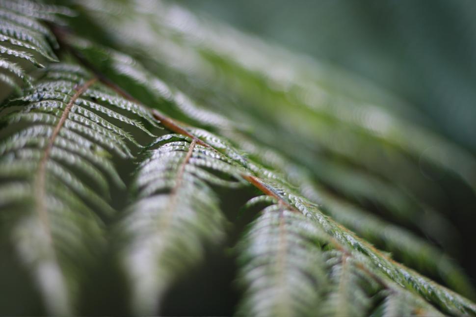 Free Image of Close Up of a Fern Leaf 
