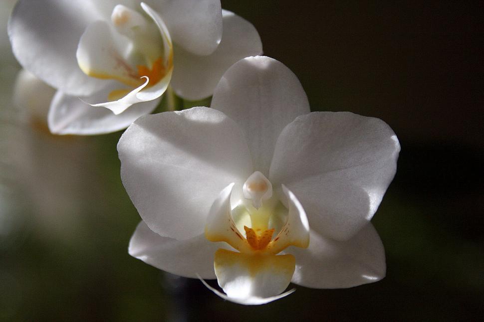 Free Stock Photo Of White Orchid Flowers Download Free Images And Free Illustrations