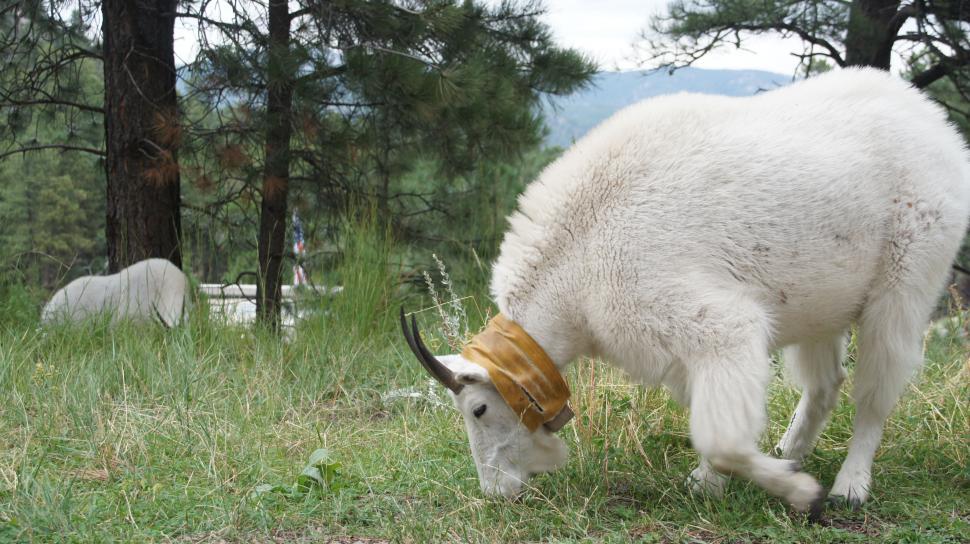 Free Image of Mountain Goats at Mt. Rushmore 