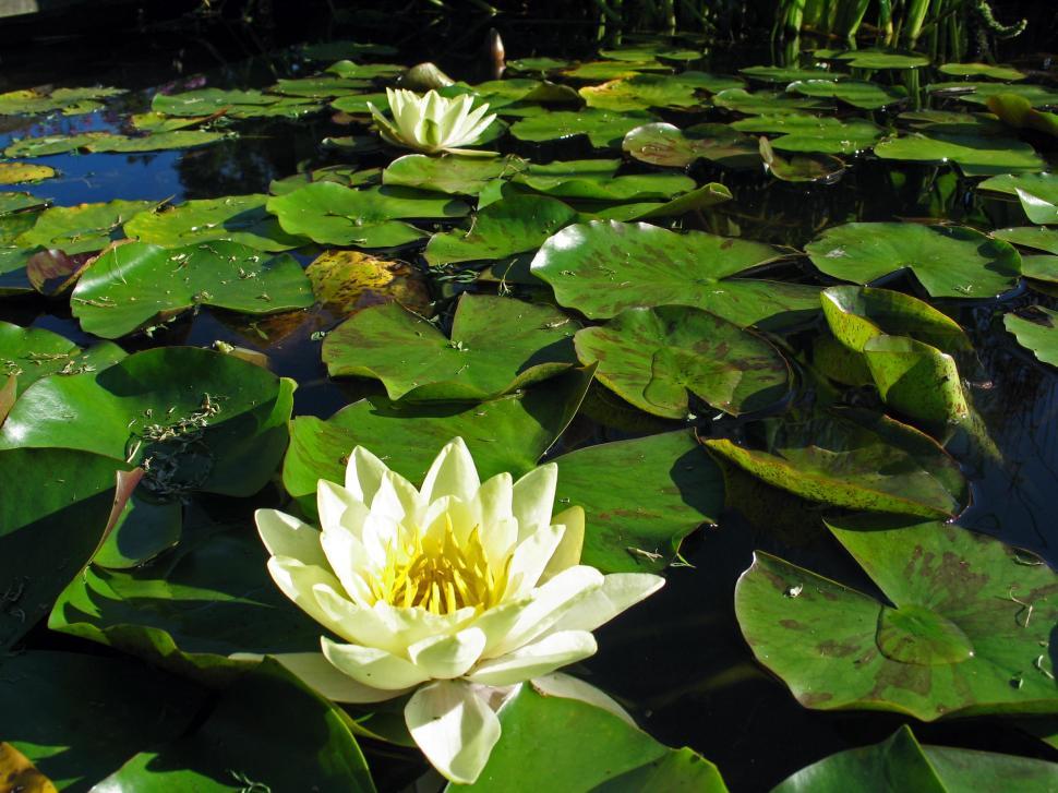 Free Stock Photo of Lillies | Download Free Images and Free Illustrations