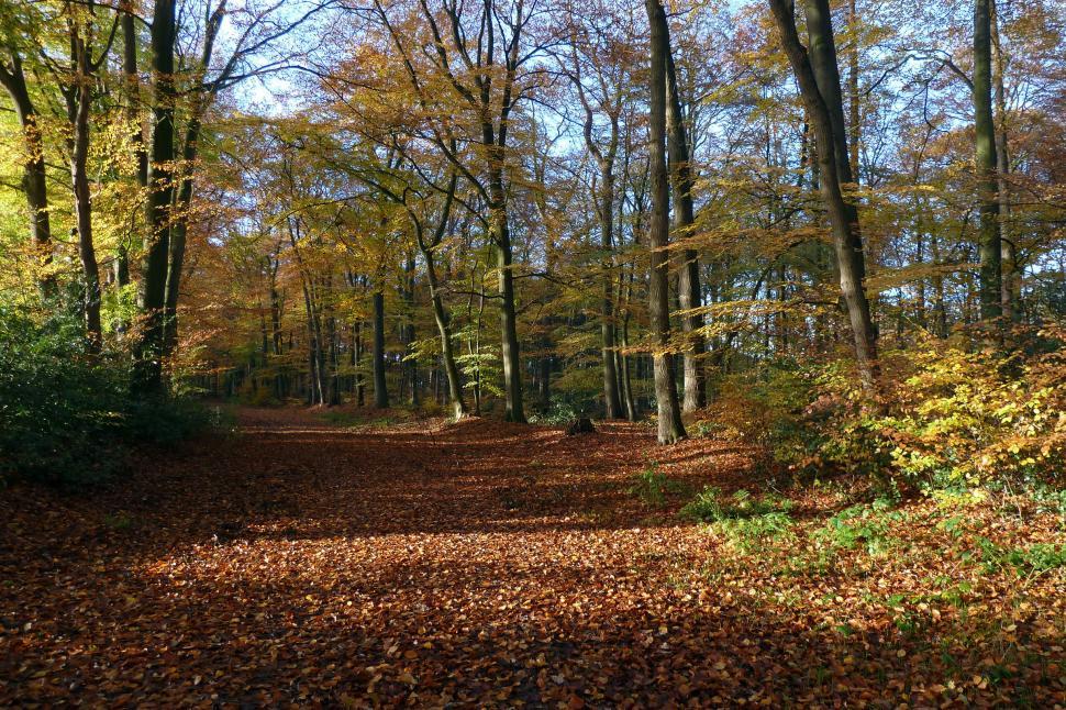 Free Image of Dirt Road Surrounded by Trees and Leaves 