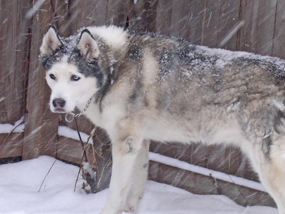 Free Image of Husky 