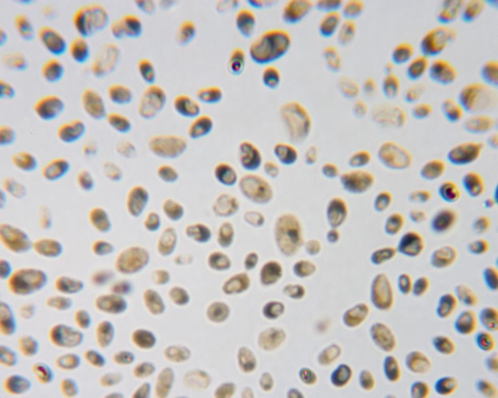 saccharomyces cerevisiae 1000x