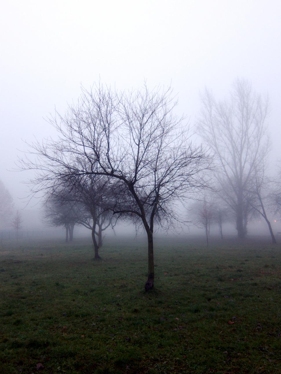 Free Image of The tree 