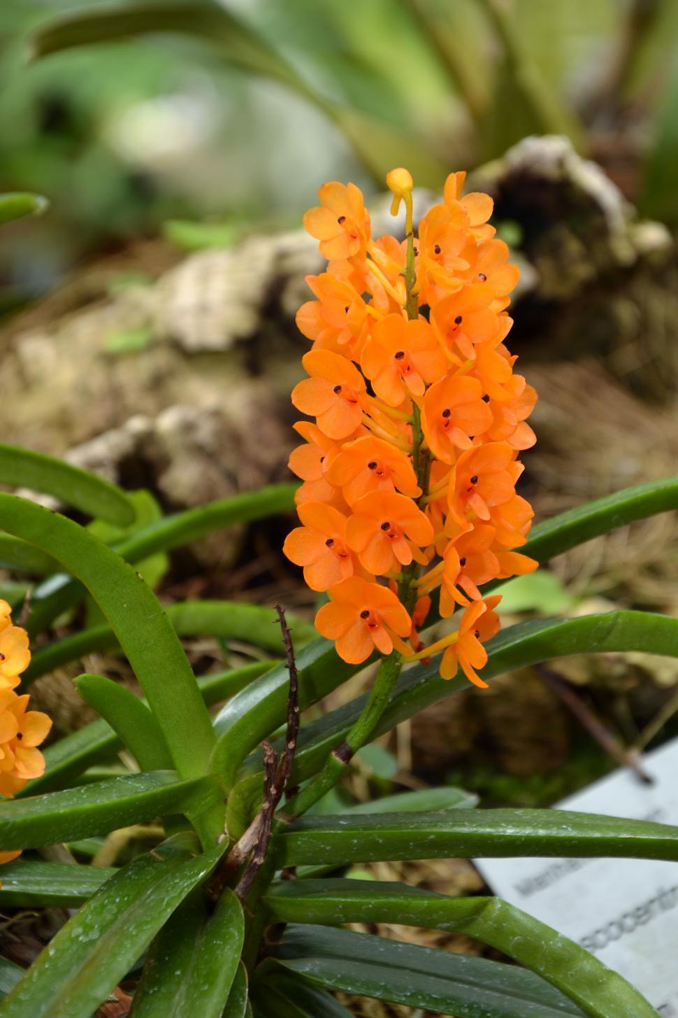 Free Image of Rust-red Ascocentrum 