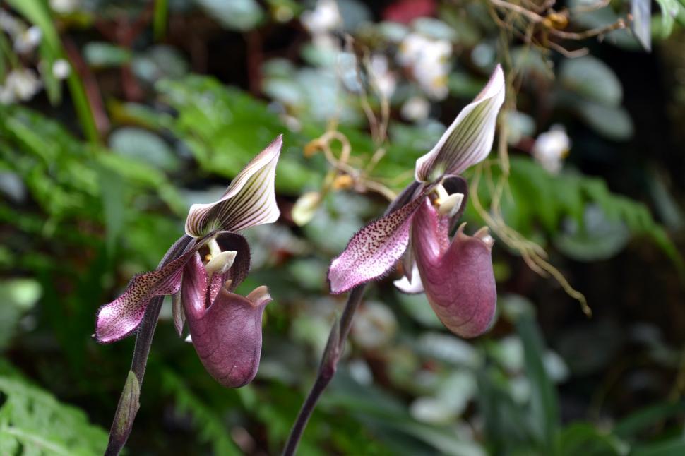 Free Image of Slipper orchid 