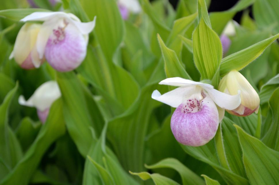 Free Image of Slipper orchid 
