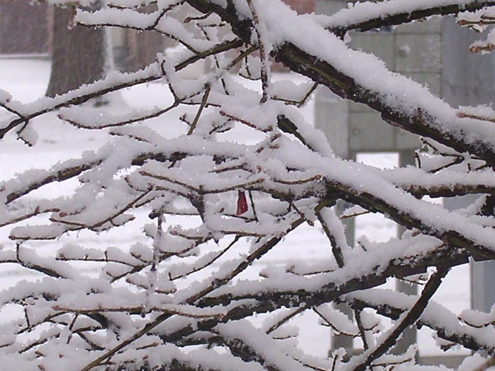 Free Image of Snow covered branches II 