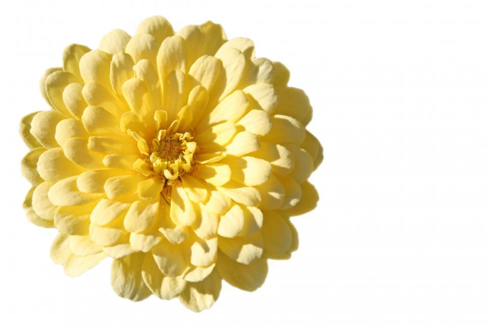 Free Image of Yellow Zenia 