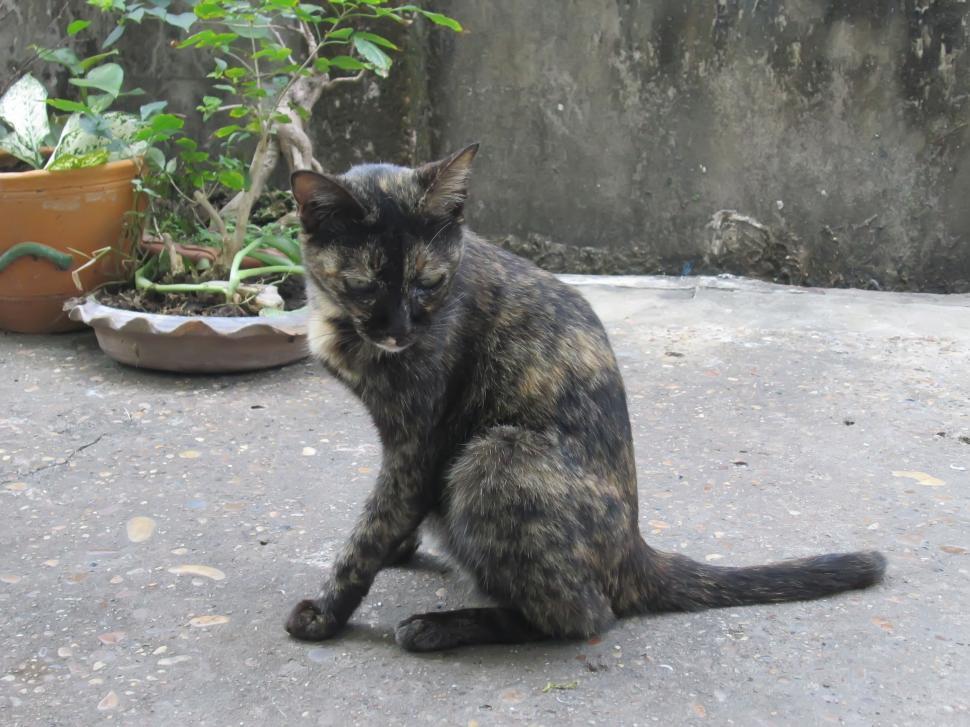 Free Image of Cat or Stray Animal 