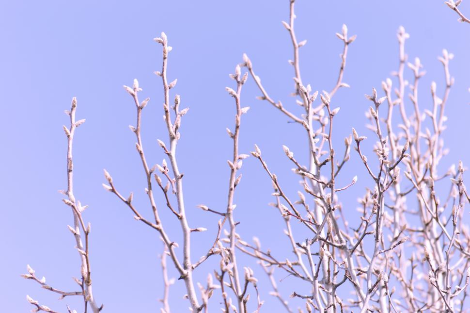 A Winter Tree