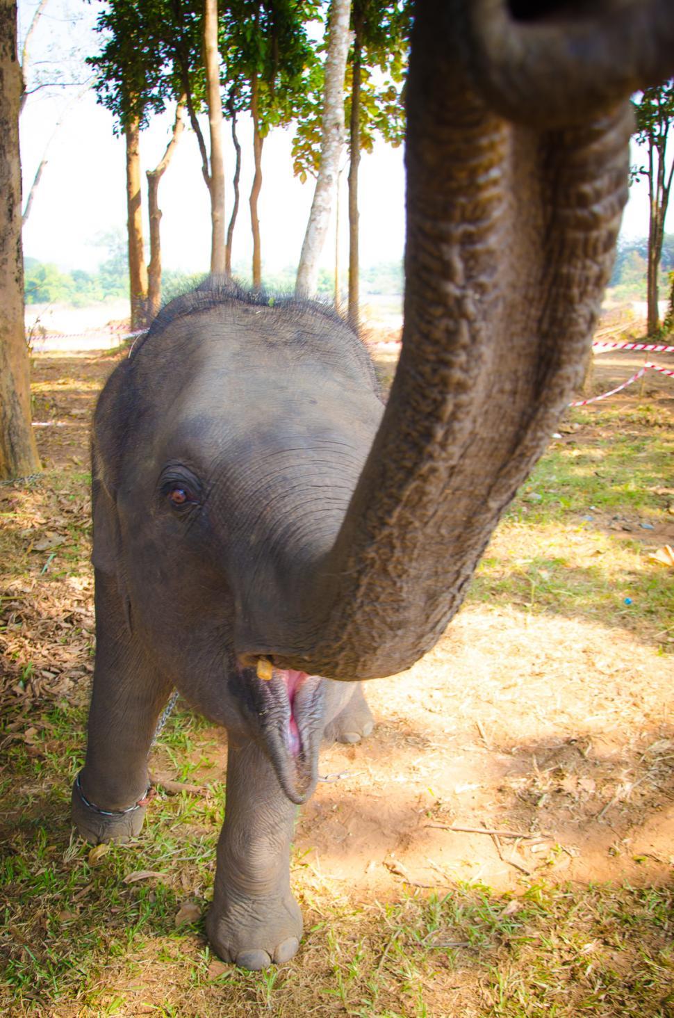 Free Image of Thai Elephant 