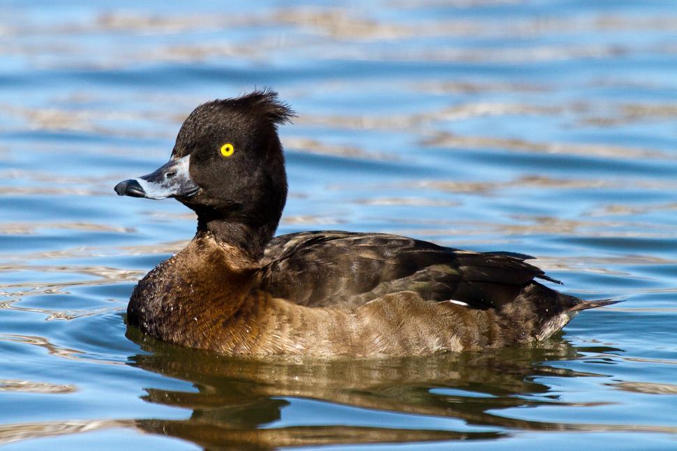 Free Image of Tufted Duck, Aythya fuligula 