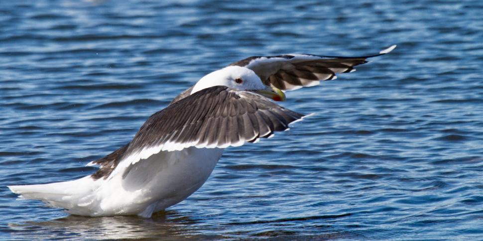 Free Stock Photo of Black-back Gull | Download Free Images and Free ...