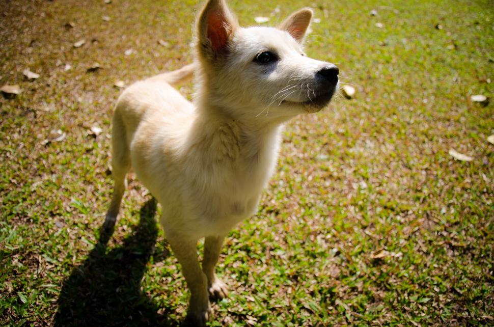 Free Stock Photo of White Dog | Download Free Images and Free Illustrations