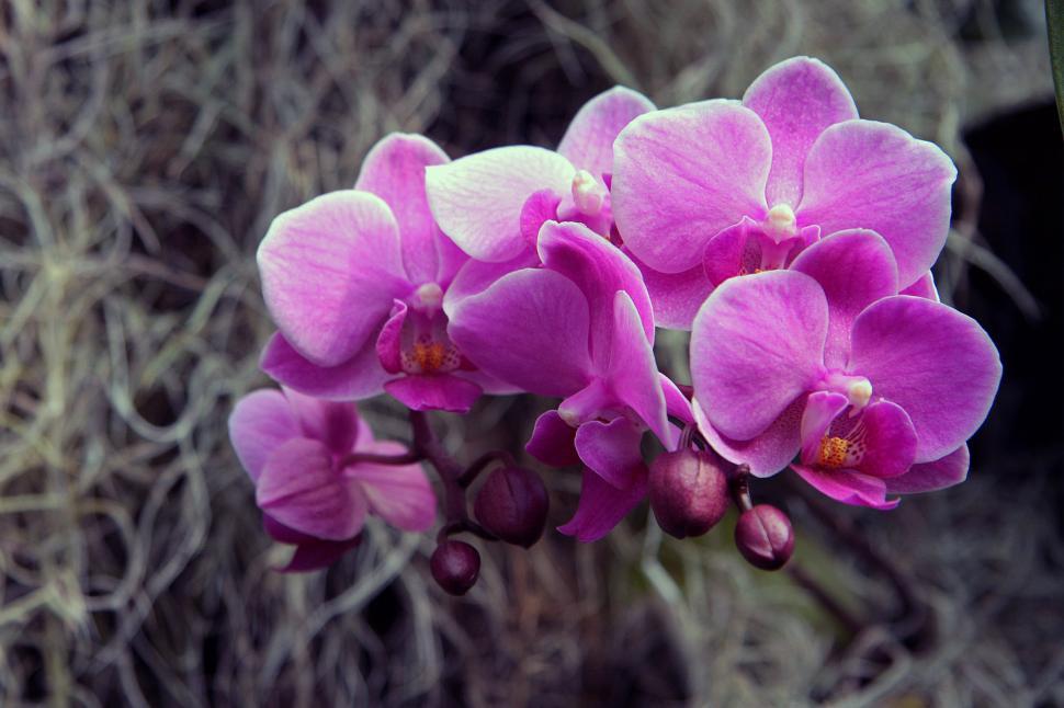 Free Stock Photo of Pink White Moth Orchid Bloom Spanish Moss