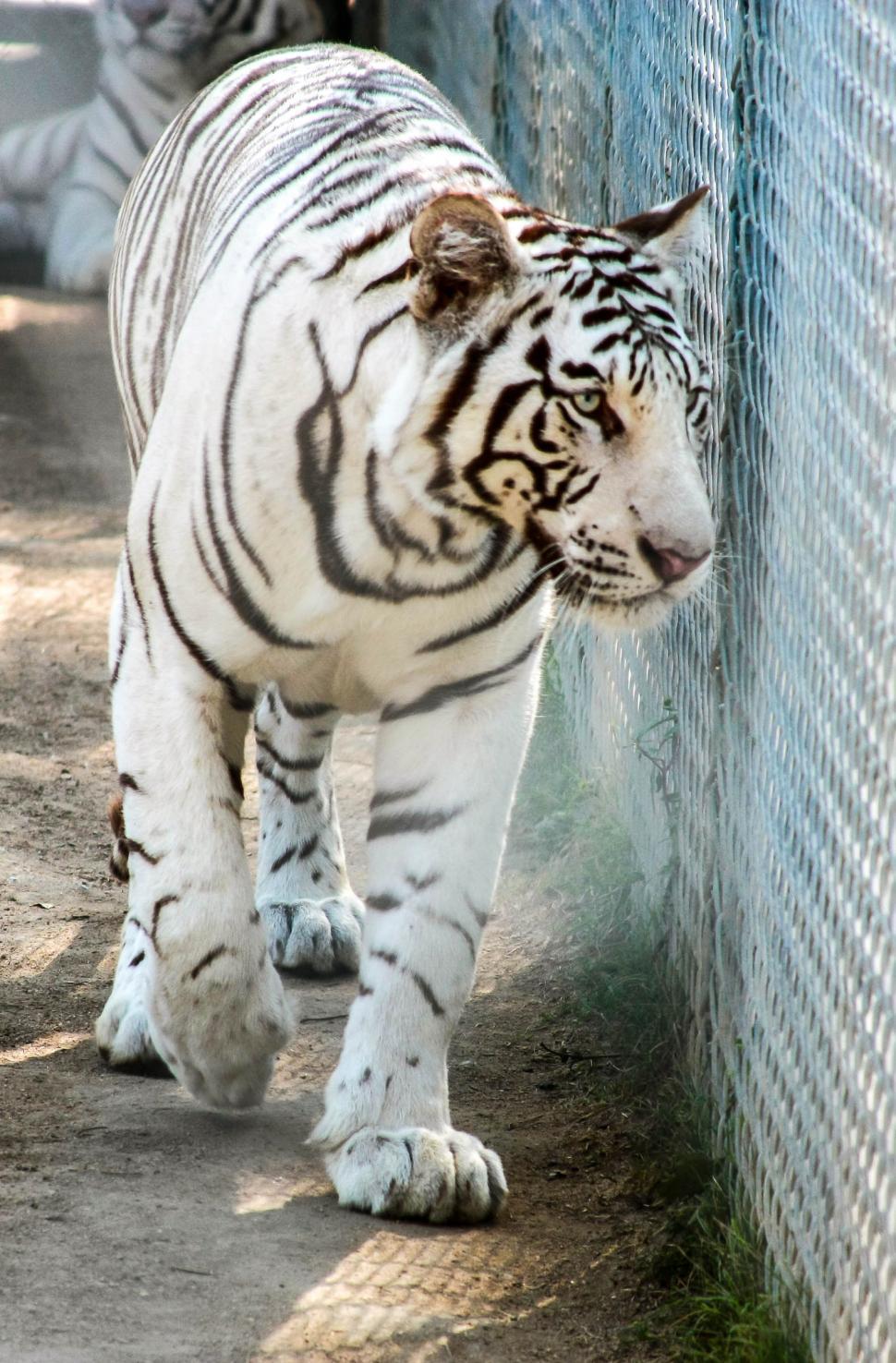 Free Stock Photo of White Tiger Download Free Images and Free