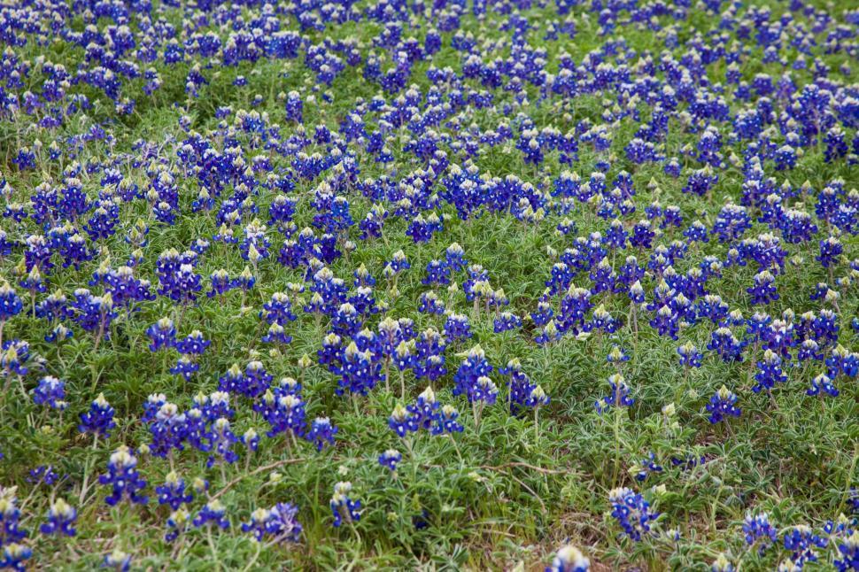 Free Stock Photo of Blue Bonnet flowers | Download Free Images and Free ...