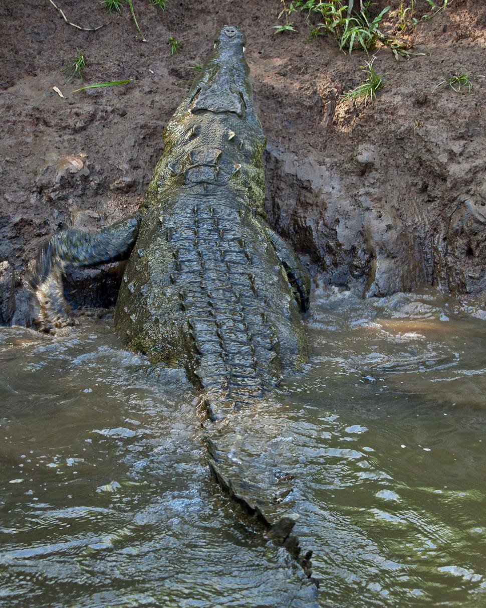 Crocodile