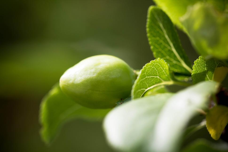 Free Image of Green fruit 