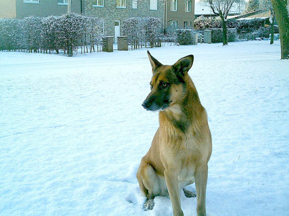 Free Image of Kinjo in a snowy day 